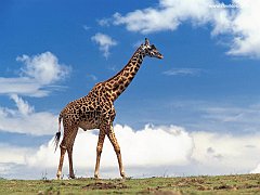 Masai_Giraffe_Masai_Mara_Kenya copia